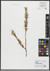 Foto von Salix alba L.